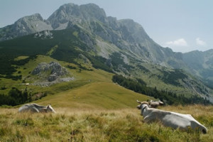 Republika Srpska 2